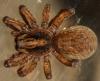 Trochosa terricola